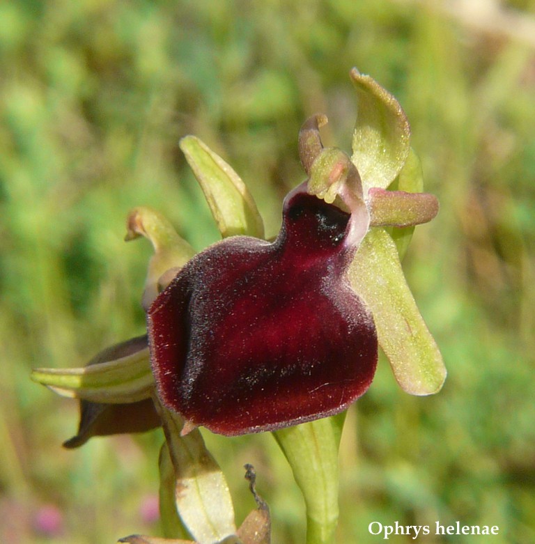 Grecia 23_25 aprile 2016  un fine settimana tra le orchidee.